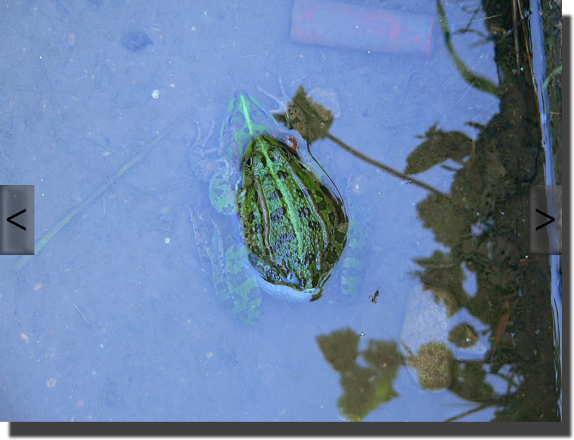 Pelophylax ridibundus